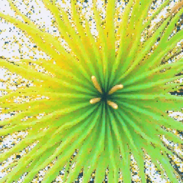 thumbnail for publication: Tropical Soda Apple: Biology, Ecology, and Management of a Noxious Weed in Florida